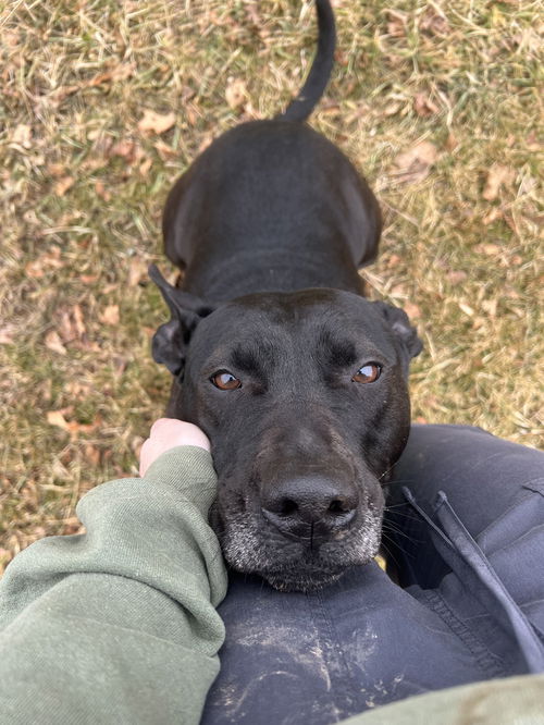 picture of the dog needing adoption