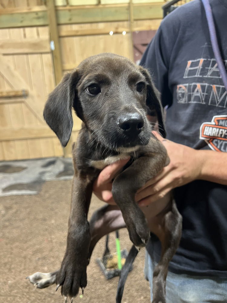 adoptable Dog in Benton, PA named Liam