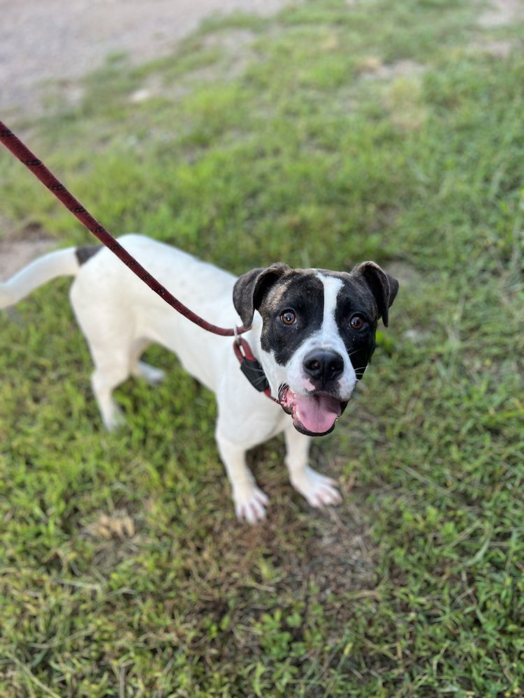 adoptable Dog in Benton, PA named Blue