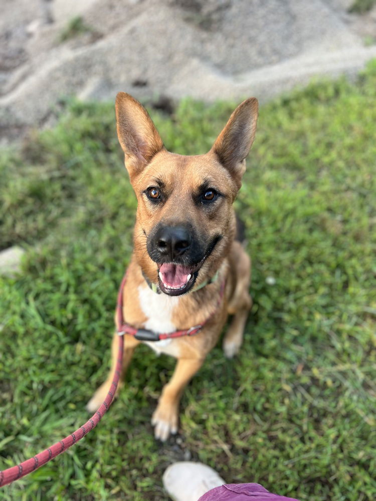 adoptable Dog in Benton, PA named Potato (Tater)