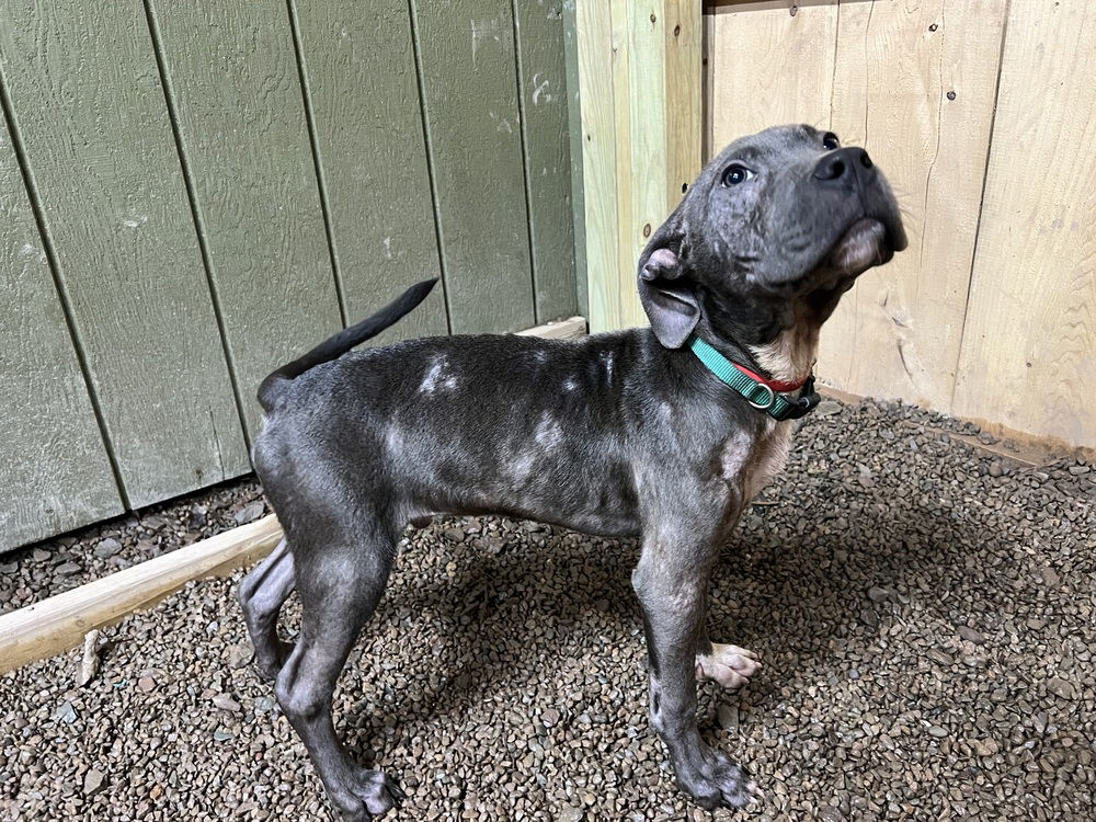 adoptable Dog in Benton, PA named James