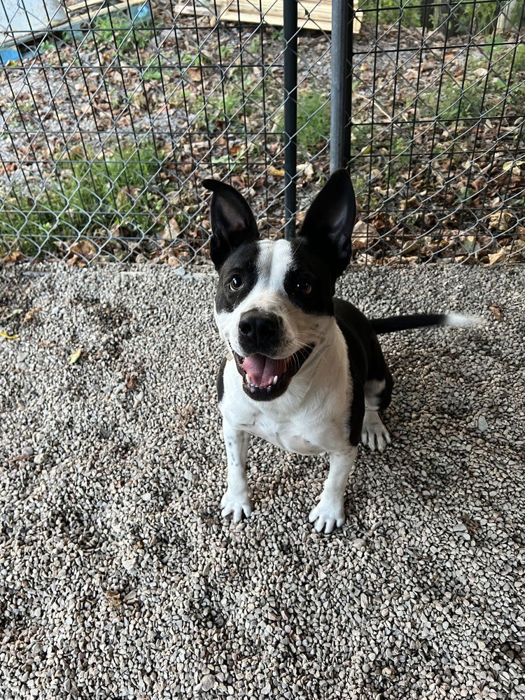 adoptable Dog in Benton, PA named Recess