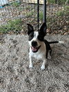 adoptable Dog in  named Recess