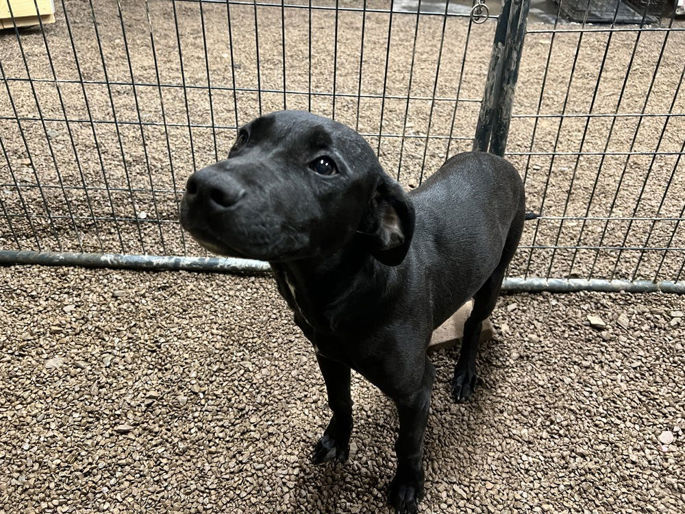 adoptable Dog in Benton, PA named Patrick