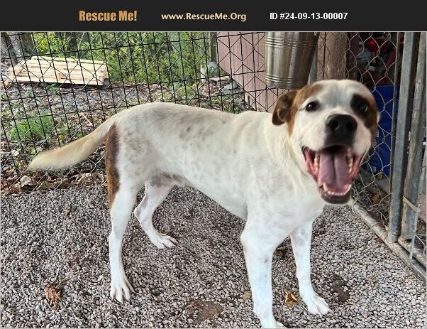 adoptable Dog in Benton, PA named Winston