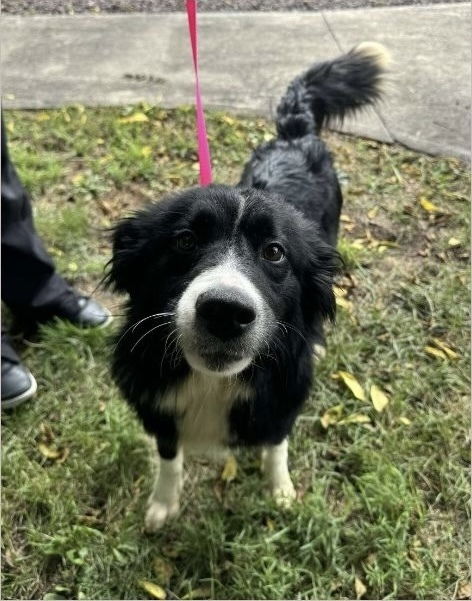 adoptable Dog in Benton, PA named Georgia