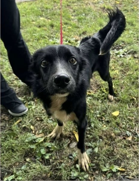 adoptable Dog in Benton, PA named Ginny