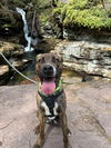 adoptable Dog in Benton, PA named Brix