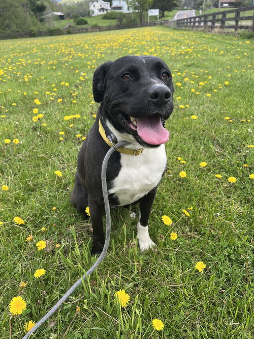 picture of the dog needing adoption