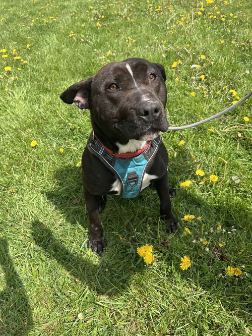 picture of the dog needing adoption