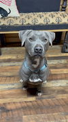 adoptable Dog in  named Sheba