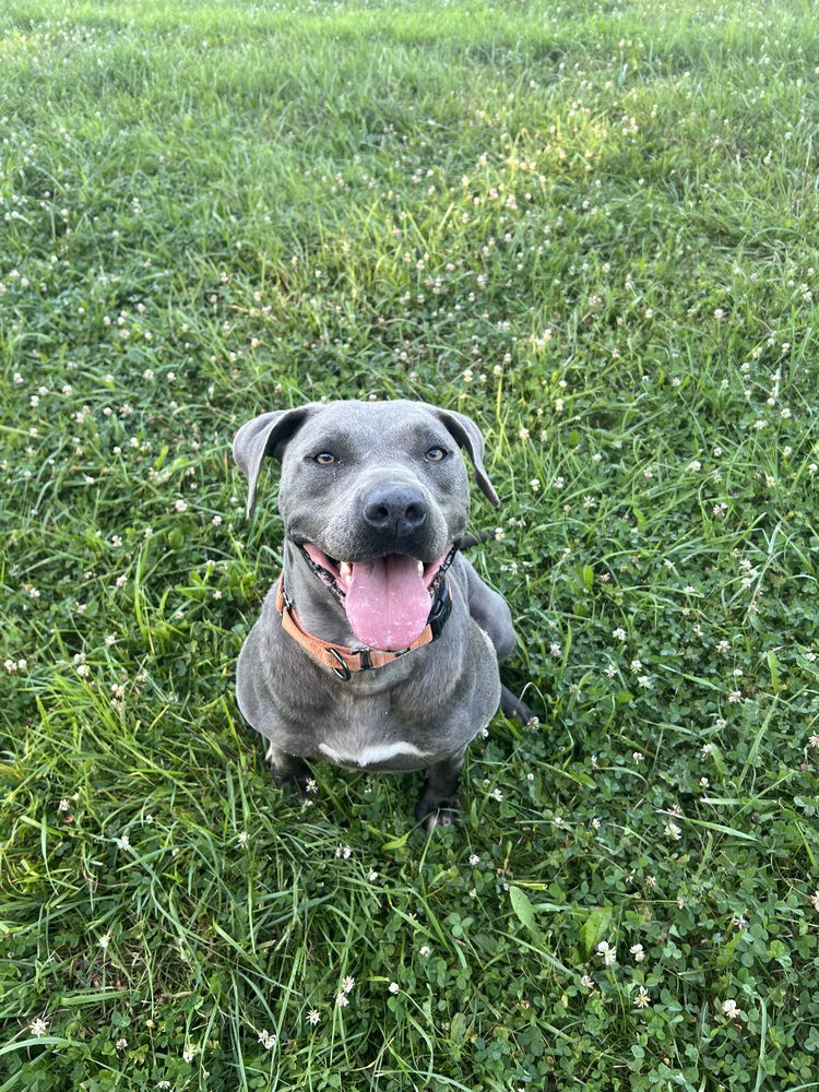 adoptable Dog in Benton, PA named Sheba