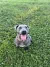 adoptable Dog in Benton, PA named Sheba