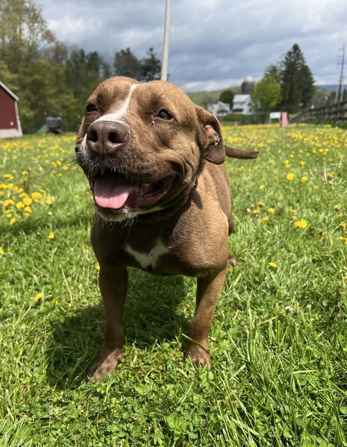 picture of the dog needing adoption