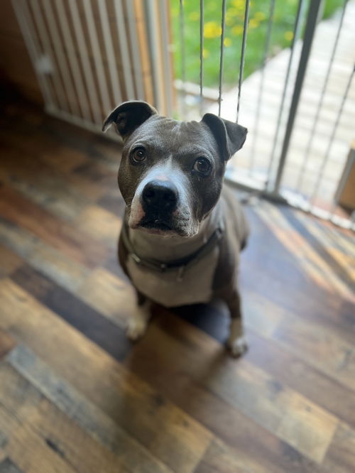 picture of the dog needing adoption