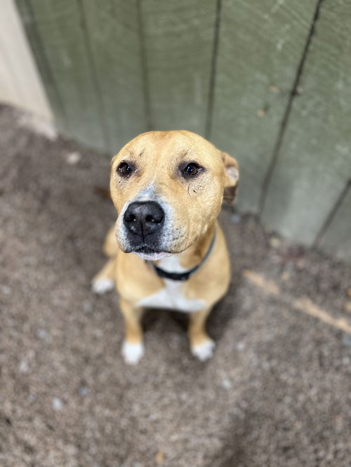 picture of the dog needing adoption