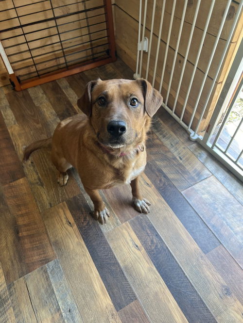 picture of the dog needing adoption