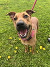 adoptable Dog in Benton, PA named Belle