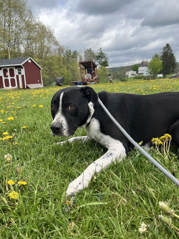 adoptable Dog in Benton, PA named Oreo (Ruger)