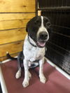 adoptable Dog in Benton, PA named Oreo (Ruger)