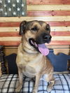 adoptable Dog in Benton, PA named Butch