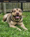 adoptable Dog in  named Vinnie