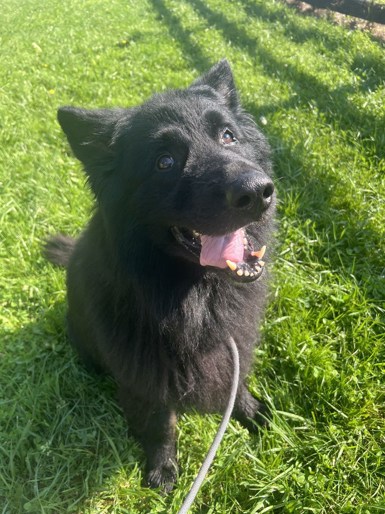 adoptable Dog in Benton, PA named Gus