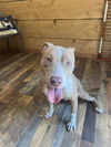 adoptable Dog in  named Stephen