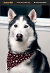 adoptable Dog in  named Max