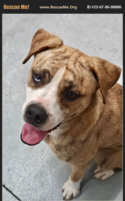 adoptable Dog in Benton, PA named Petey