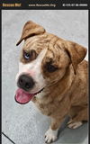 adoptable Dog in  named Petey