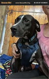 adoptable Dog in  named Drako