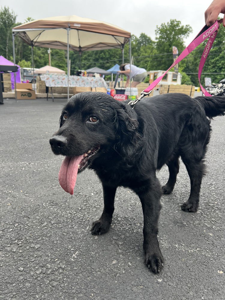 adoptable Dog in Benton, PA named Riley