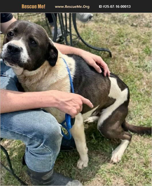 adoptable Dog in Benton, PA named Bear