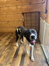 adoptable Dog in  named Bear