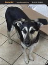 adoptable Dog in  named Moe