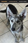 adoptable Dog in , PA named Larry