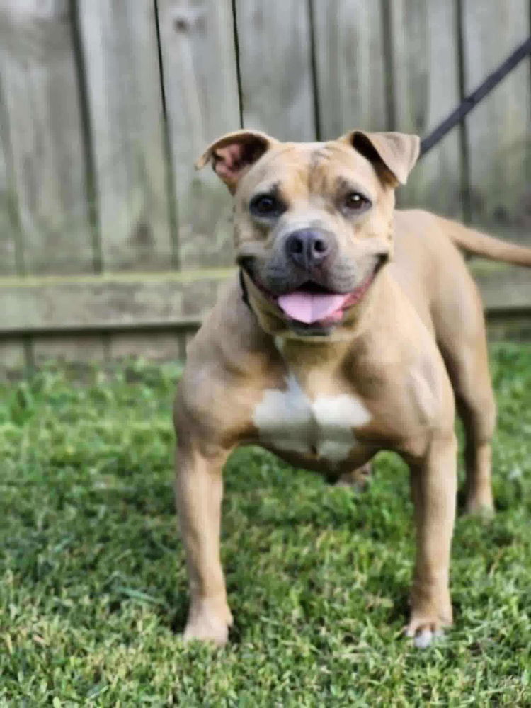 adoptable Dog in Benton, PA named Trolli