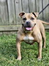 adoptable Dog in  named Trolli