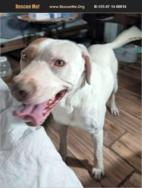 adoptable Dog in Benton, PA named Oliver
