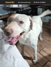 adoptable Dog in  named Oliver