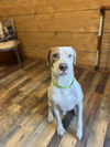 adoptable Dog in  named Oliver