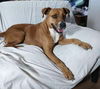 adoptable Dog in  named Violet