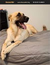 adoptable Dog in  named Brownie