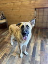 adoptable Dog in , PA named Brownie
