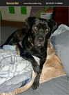 adoptable Dog in , PA named Chaos