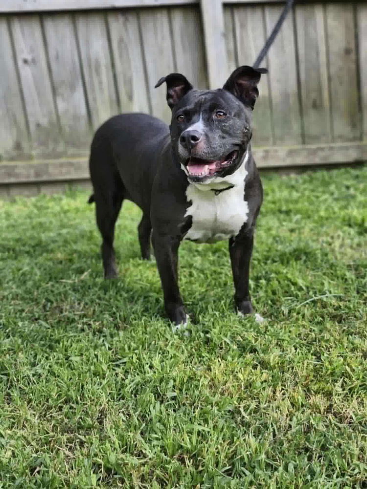 adoptable Dog in Benton, PA named Nina