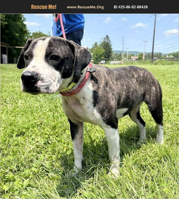adoptable Dog in Benton, PA named Bailey