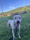 adoptable Dog in  named Chance
