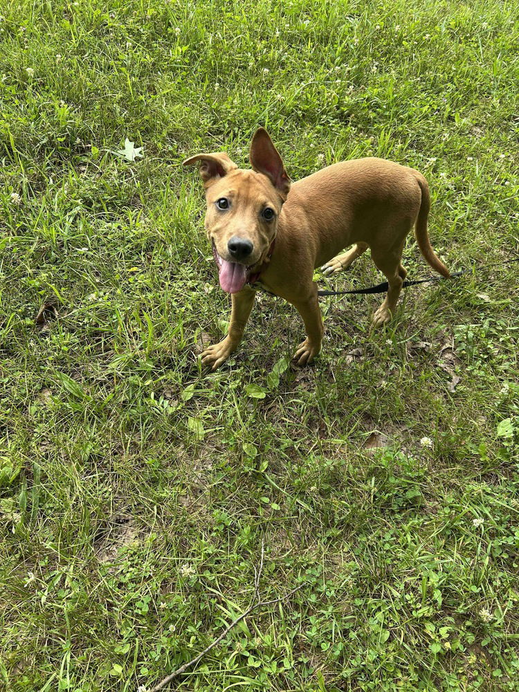 adoptable Dog in Benton, PA named Cleopatra